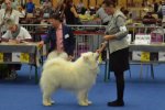 RCACIB Mâle Besançon 2015
